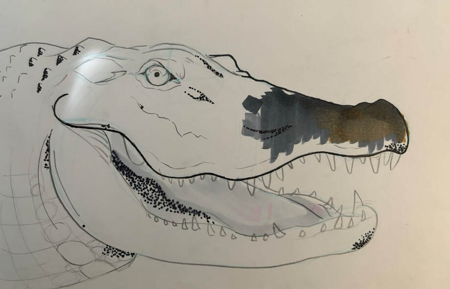 Alligator